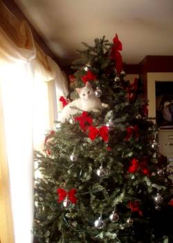 “wreck The Tree And Blame The Doggie Fa La La La La La La La Laaaa ” Photos Via In A Christmas Tree
